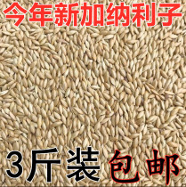 Bird food peony parrot tiger skin Phoenix parrot feed bird food Canary hibiscus garland white pointed millet 3kg