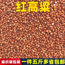 With shell red high beam rice China parrot bird food hamster with zero food pigeon feed of five catties