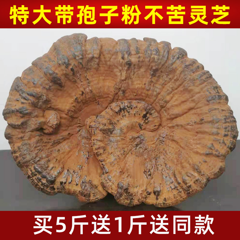 Ganoderma lucidum deep mountain belt spore powder wild Ganoderma lucidum not bitter pruning semi wild purple lucidum 500g free slice