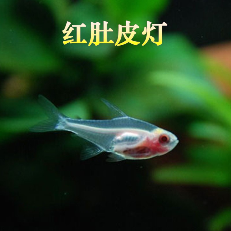 Red belly fish live tropical ornamental freshwater fish grass tank group swimming light fish transparent pull flag pet small micro landscape