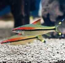 Yimei Taoist fish 5 pieces pure imported wild tropical ornamental live grass tank group tour fishing farm direct Xiling