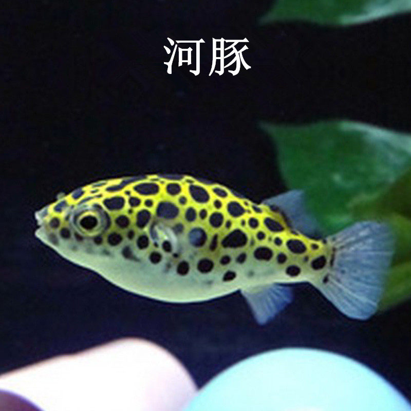 River Dolphin live Chocolate Dolls Spotted Horse Dog Head Tropical Ornamental Fish Freshwater Freshwater Aquarium