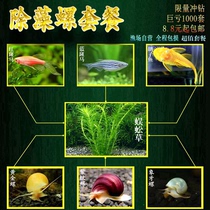 Ornamental snail ornamental fish living snail algae snail snail snail water family pet snail fresh water
