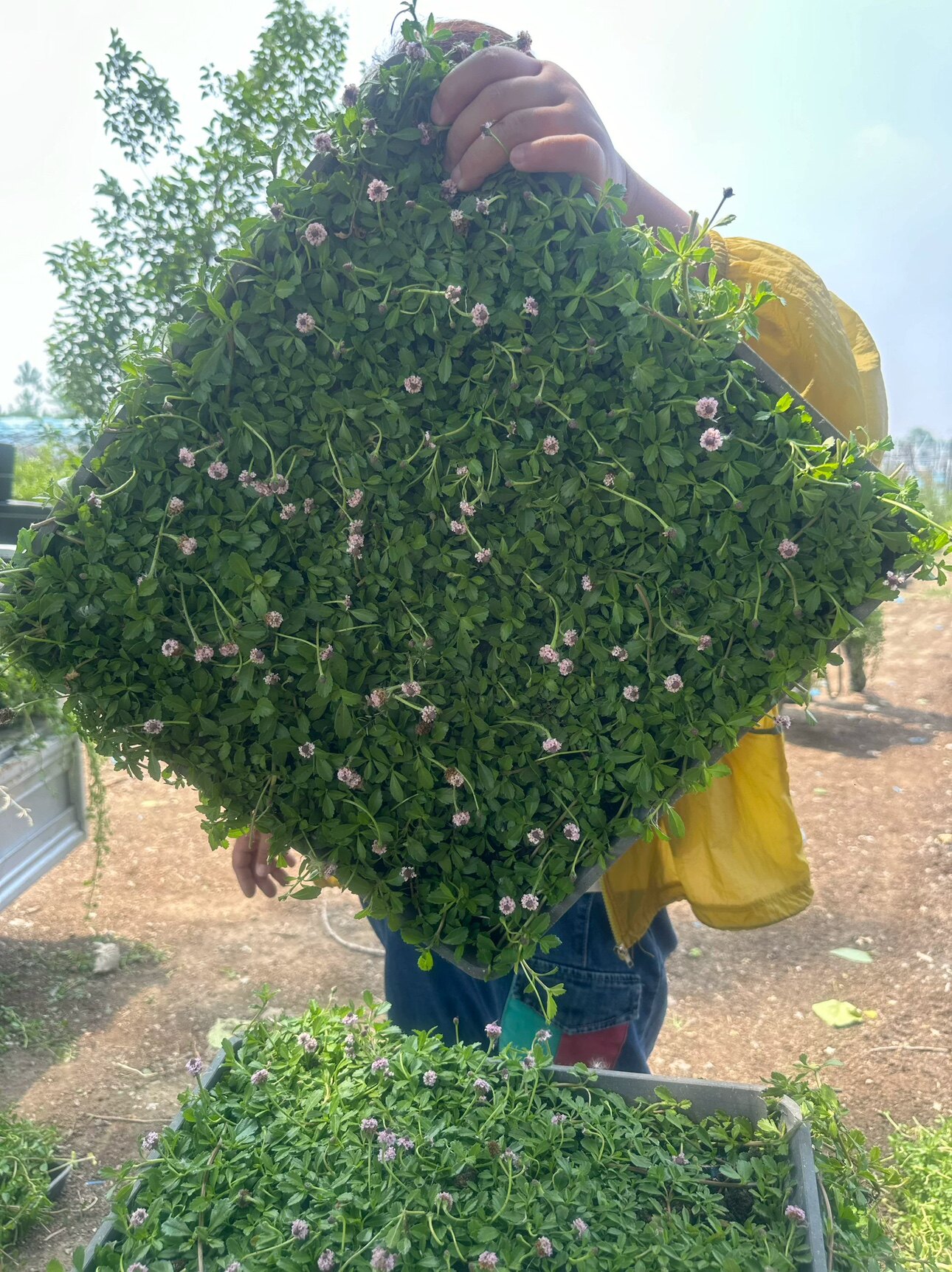 碧茵草坪基地直销