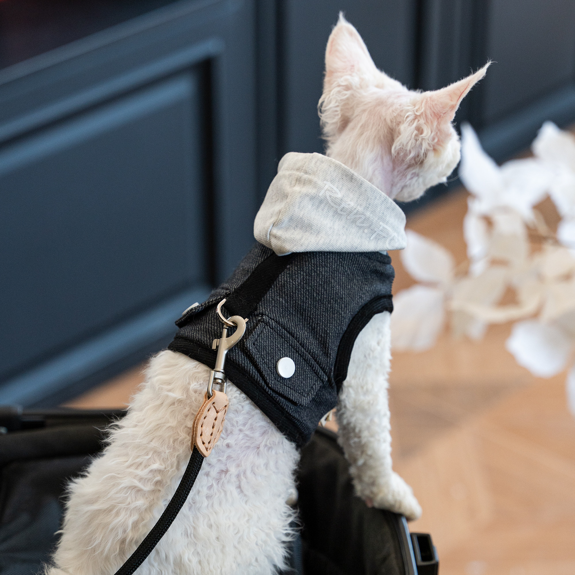 任发财 露营户外遛猫牛仔连帽胸抱婴袋德文无毛猫牵引绳胸抱婴袋