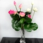 Hoa sen nhân tạo sen chậu đặt cho Phật trang trí máy tính để bàn bonsai hoa nhân tạo nụ hoa trong phòng khách hoa nhựa - Hoa nhân tạo / Cây / Trái cây hoa lan giả hạc