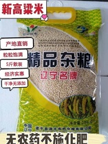 Northeast specialty grains coarse grains new organic sorghum rice white sorghum rice water rice farm produce