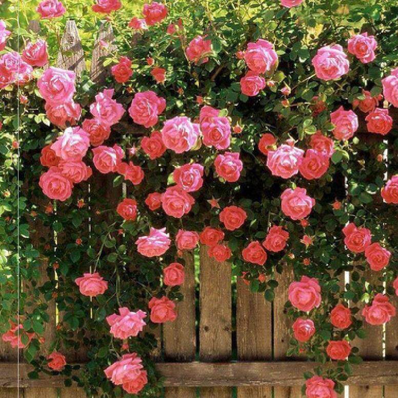Flower seedlings heat-resistant outdoor fragrant vine this month greening new product back shade suitable for four seasons rose climbing wall flower simulation