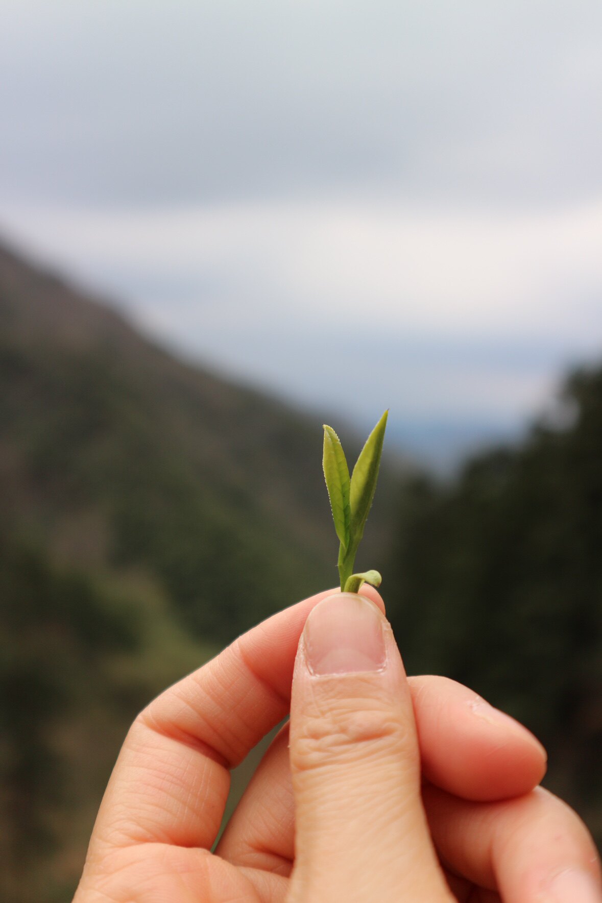 雲山茶事