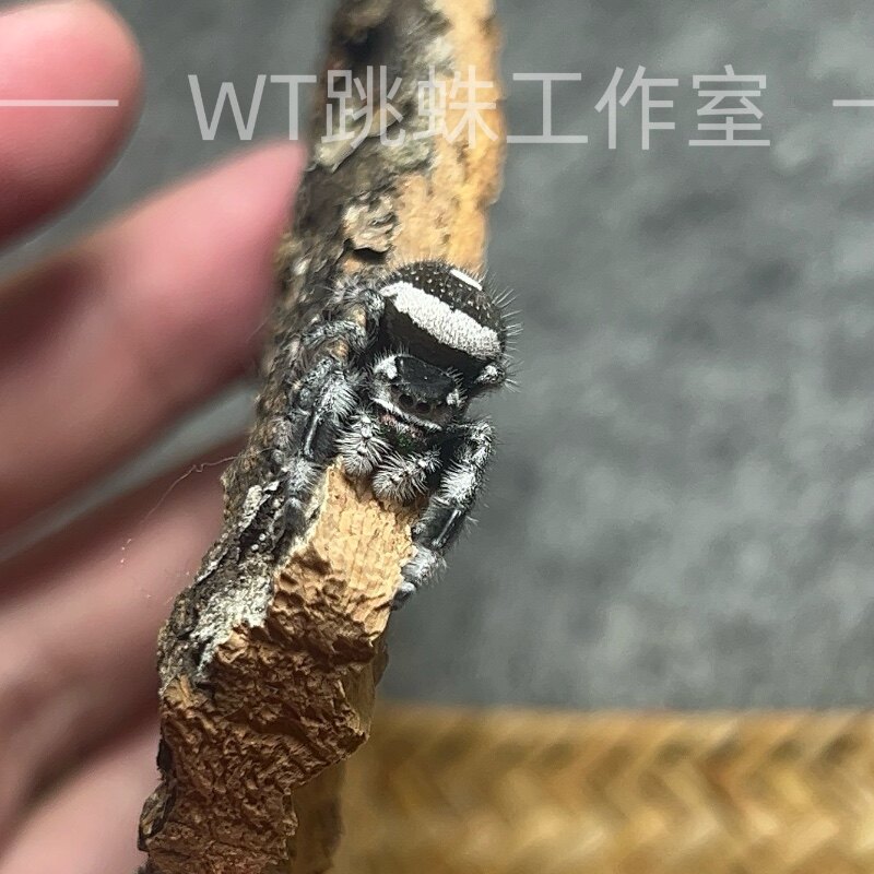 石炭纪Regius