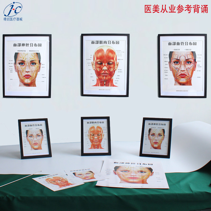 面部神经分布图医美从业学习辅助图框脸部护理海报肌肉血管分布图