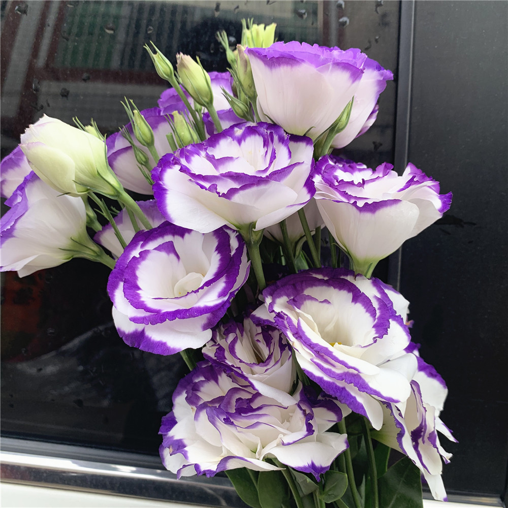 Yangoran Pearl Flower Bouquet Assistant Nongnan Kunming Base Direct Household Water Lilies Direct City Express