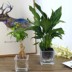 Bình thủy canh xanh thủy tinh chai thủy tinh Tự động tưới bình thủy tinh dày chậu hoa nhỏ - Vase / Bồn hoa & Kệ bình thủy tinh trồng cây Vase / Bồn hoa & Kệ
