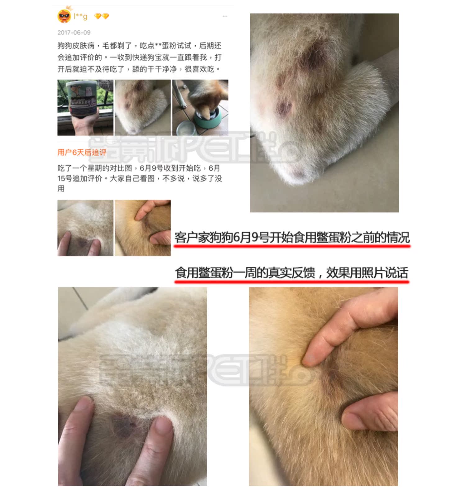 Đài Loan chim cút bột popping bột lecithin pet cat dog teddy lông vàng làm đẹp bột rong biển bột mềm phospholipid - Cat / Dog Health bổ sung sữa cho mèo bệnh