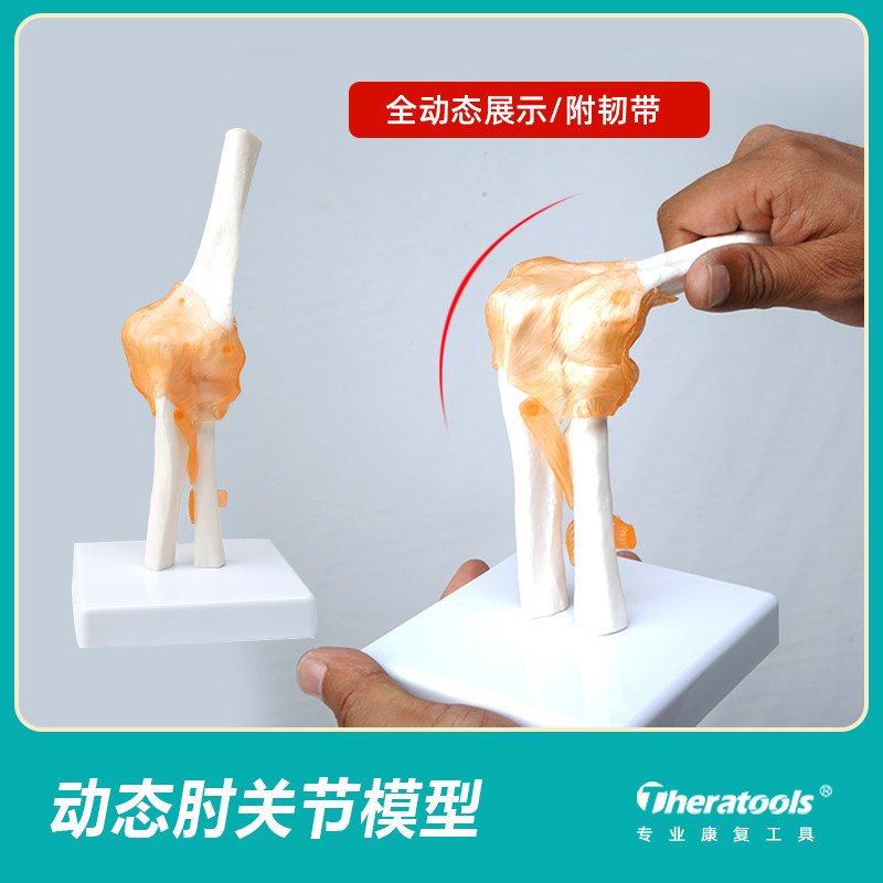 肘关节模型人体肌肉骨骼康复教学模具桡骨旋转活动解剖仿真骨骼