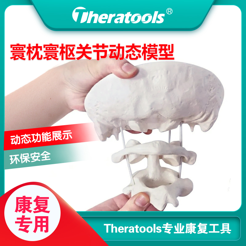 Theratools occipital atlantoaxial dynamic teaching model rehabilitation department function display special detachable teaching aids