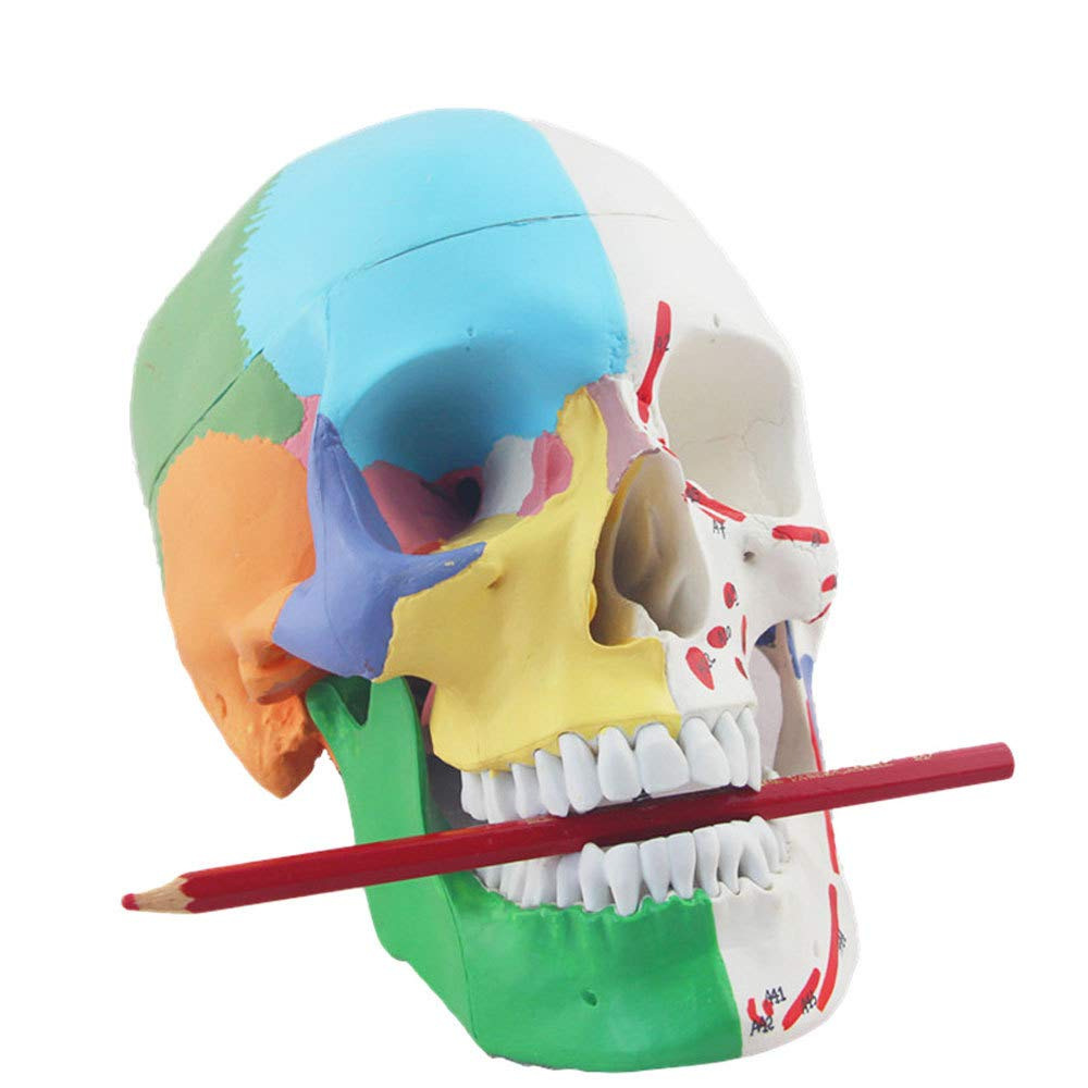 Skull Model Human Skull Color Teaching Model Simulation Bone Partition Rehabilitation Medical Teaching Special