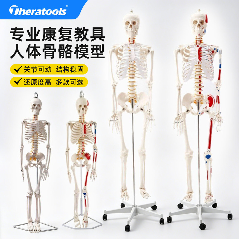 Dynamic Human Skeleton Model 45 85 180cm Skeleton Model with Full Body Movable Joints and Detachable Parts for Teaching Use