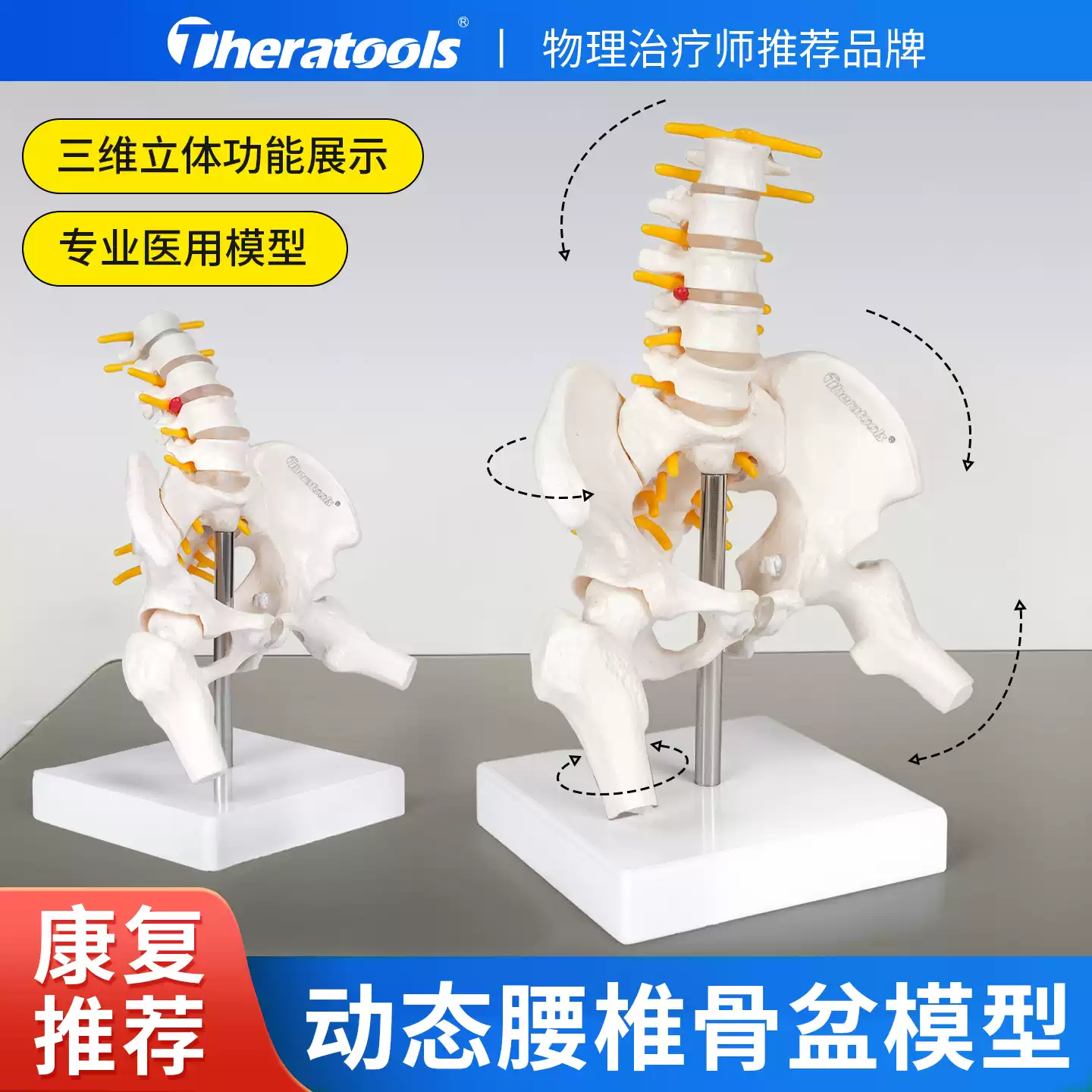 Lumbar 腰椎 模型 腰椎模型