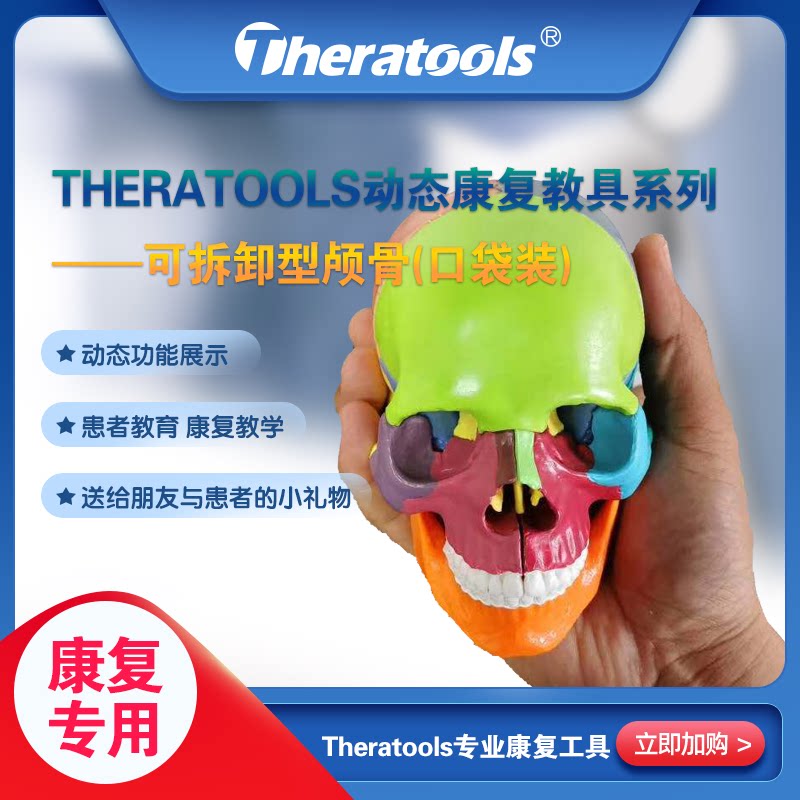 Theratools Rehabilitation Textbooks series mini skull model color split 15 skull function