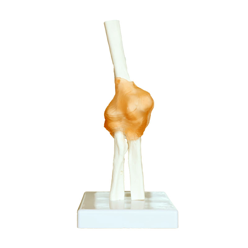 Elbow Joint Model Human Musculoskeletal Rehabilitation Teaching Mold Copepods Rotational Activity Anatomical Simulation Bones