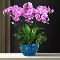 Phalaenopsis в горшках цветочный бутик -бутик -бутик -орхидея гостиная гостиная лунная новогодние цветочные цветочные распределительные распределения, чтобы отправить подарки цветы