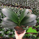 Brother Kun recommends potted Clivia potted mid-leaf indoor desktop flowers green plant flowers 8101214 leaves