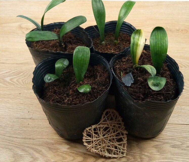 精品君子兰花卉盆栽小苗室内阳台专用土短叶元宝圆头和尚特价包邮