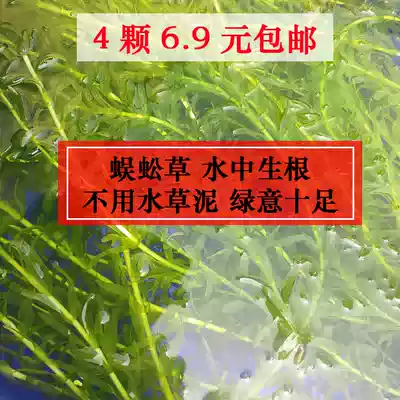 Without shui cao ni of aquatic plants Pteris vittata hornwort Betta aquatic ornamental plants hydroponic plants
