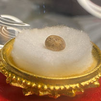 Puxin Posa is solid single for Sherita Gau box size about 5 mm