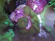 Green mushroom LPS seawater live coral