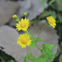 Shennongjia wild chrysanthemum tea wild chrysanthemum natural wild chrysanthemum farmers picking