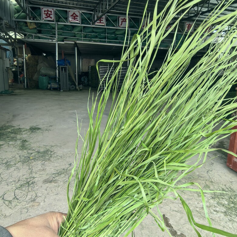 岷鑫源宠物用品店
