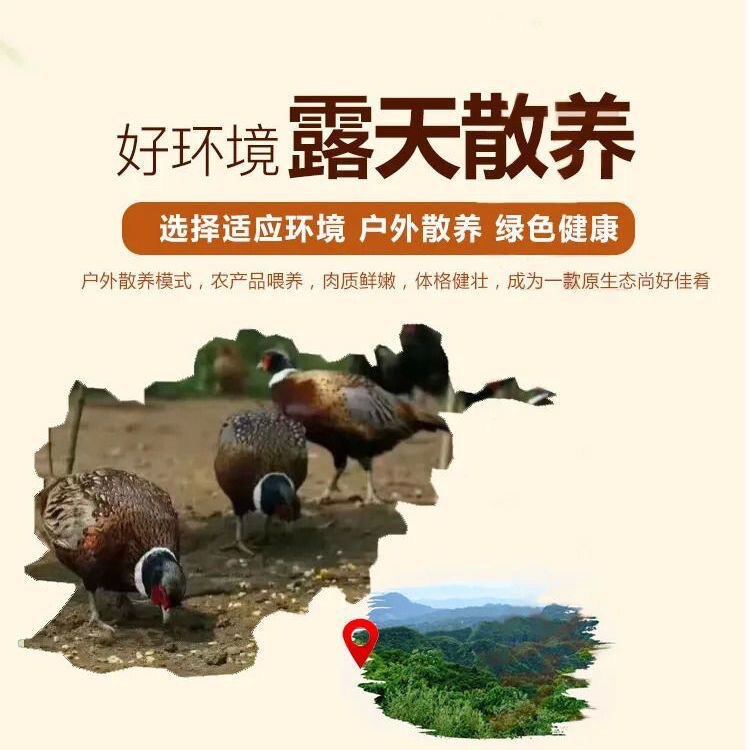 高山珍禽养殖的LOGO