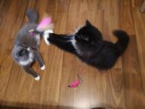 Cat stick feather small fish cat toy laser pointer and cat food together
