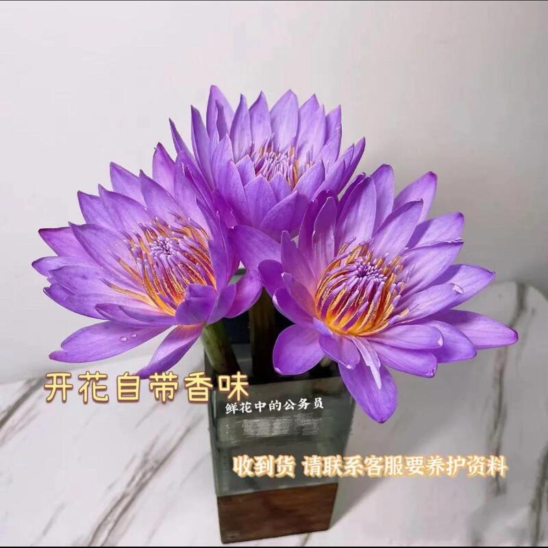 10 Purple Water Lilies Fresh Flowers for Indoor Water Cultivation and Flower Arrangements, Direct Delivery from Guangzhou Flower Base, Wholesale 10 Purple Water Lilies Fresh Flowers for Indoor Water Cultivation and Flower Arrangements, Direct Delivery from Guangzhou Flower Base, Wholesale