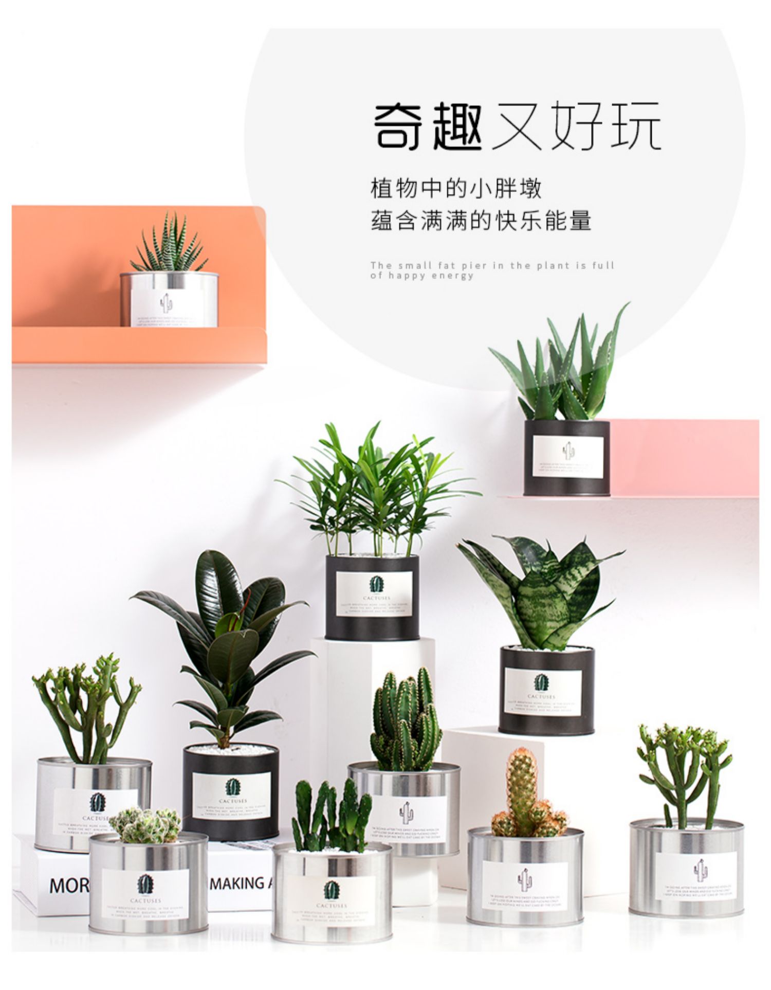 Cây xương rồng kết hợp trồng trong chậu cây lê gai trong nhà trang trí trong nhà để bàn cây xương rồng xanh trồng trong chậu - Trang trí nội thất thiết kế spa mini tại nhà