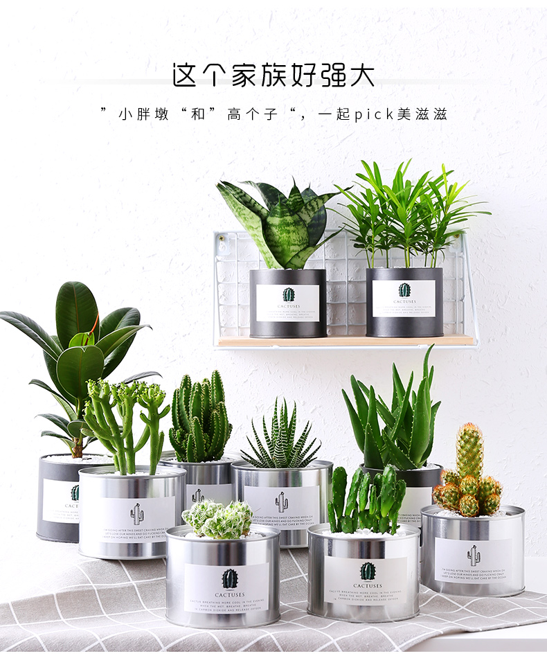 Cây xương rồng kết hợp trồng trong chậu cây lê gai trong nhà trang trí trong nhà để bàn cây xương rồng xanh trồng trong chậu - Trang trí nội thất thiết kế spa mini tại nhà