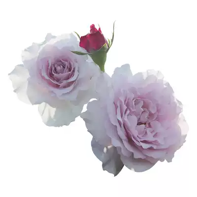 王妃花社新浪潮 New Wave 日本月季ht切花偶尔开复古色浓香