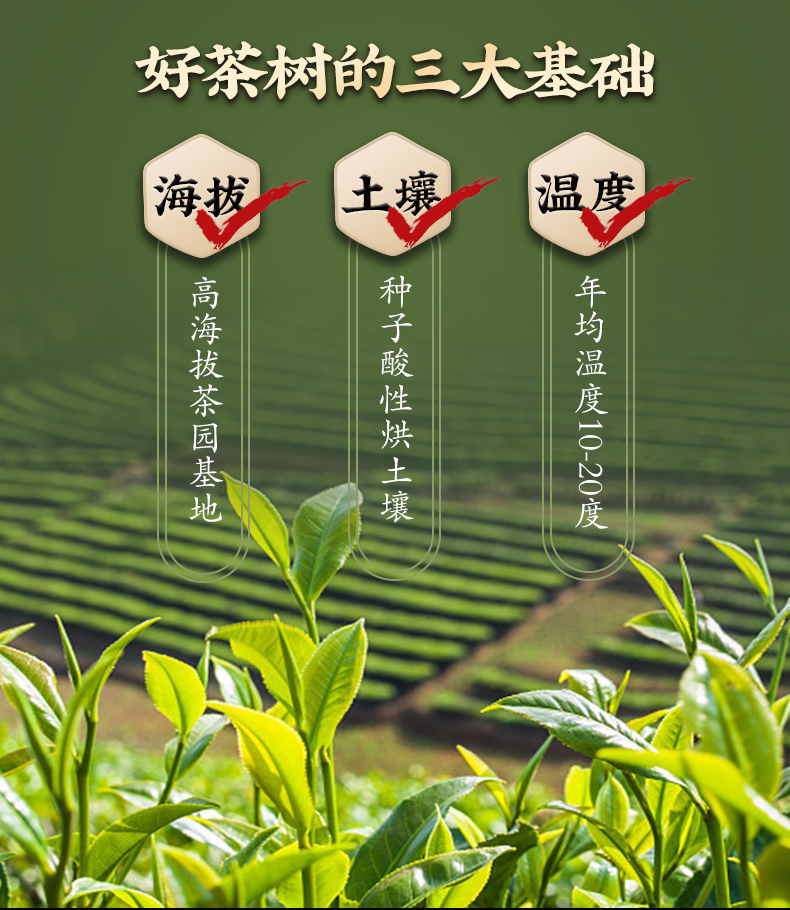 【金骏眉】武夷山正宗红茶茶叶