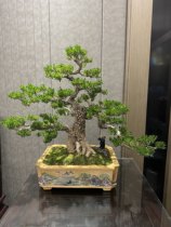 Guangdong wrinkled tongue indoor and outdoor bonsai one thing and one photo