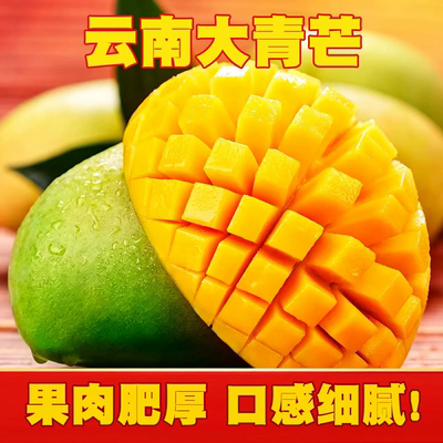 鹰嘴芒新鲜大果黄皮树上成熟