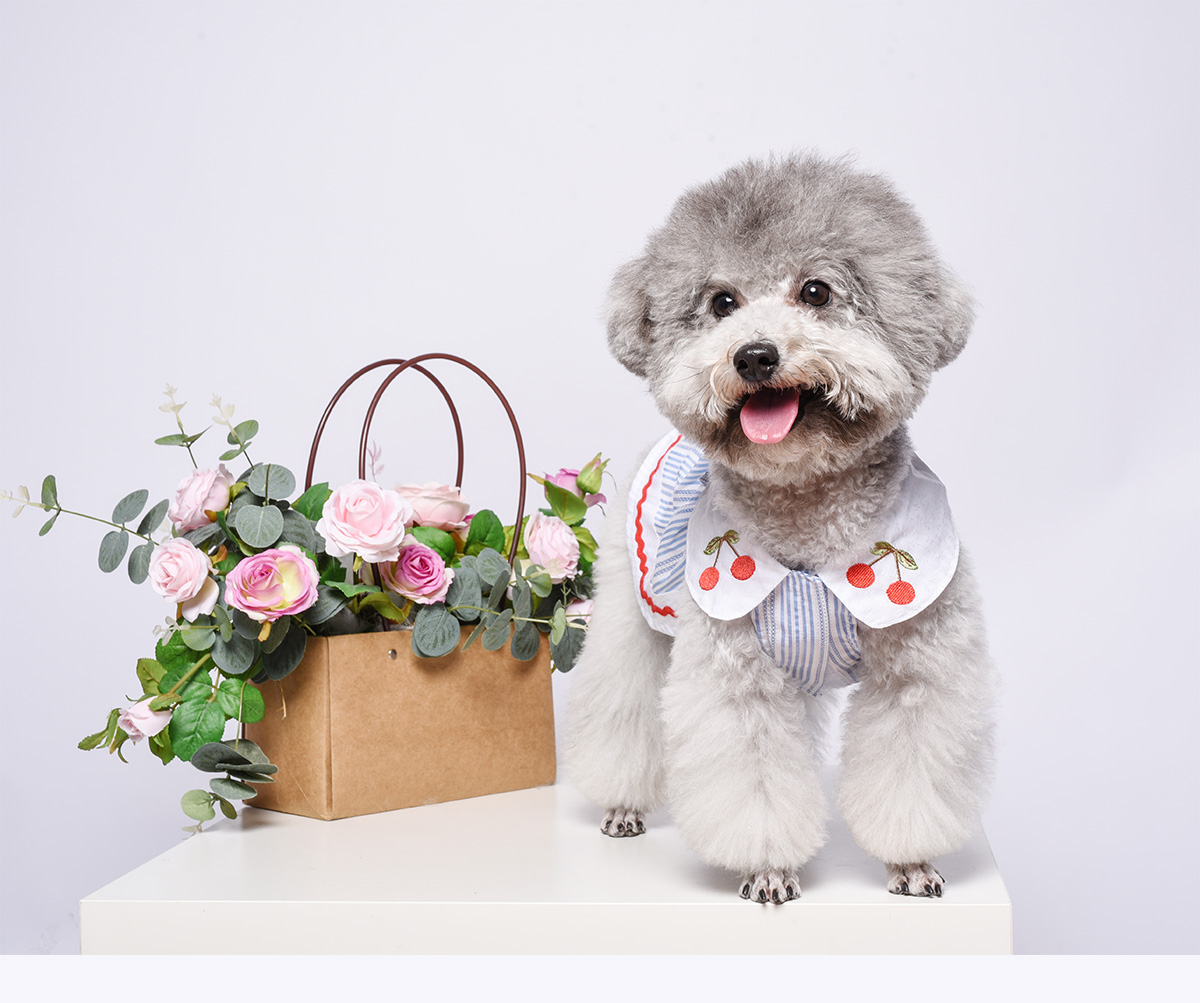 Cherry thêu chó đầm Hàn Quốc thú cưng quần áo dễ thương thú cưng quần áo chó mùa thu mới 2018 - Quần áo & phụ kiện thú cưng quan ao thu cung