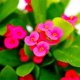 Tiger thorn plum flower potted easy-to-live plant indoor office balcony drought-resistant iron begonia flower blooms continuously in all seasons