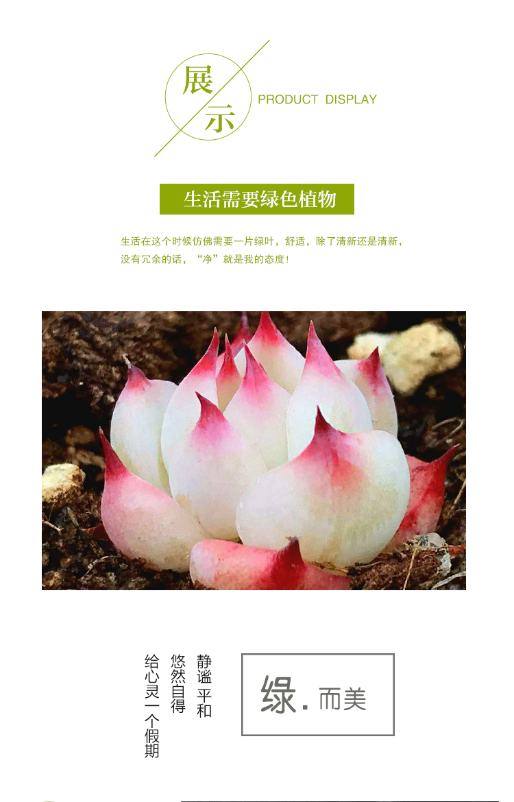 Succulents bạc lụa tơ tằm văn phòng mini chậu cây xanh hoa và đồ trang trí thịt [bạc tằm 4-5cm] - Trang trí nội thất trang trí nhà bếp