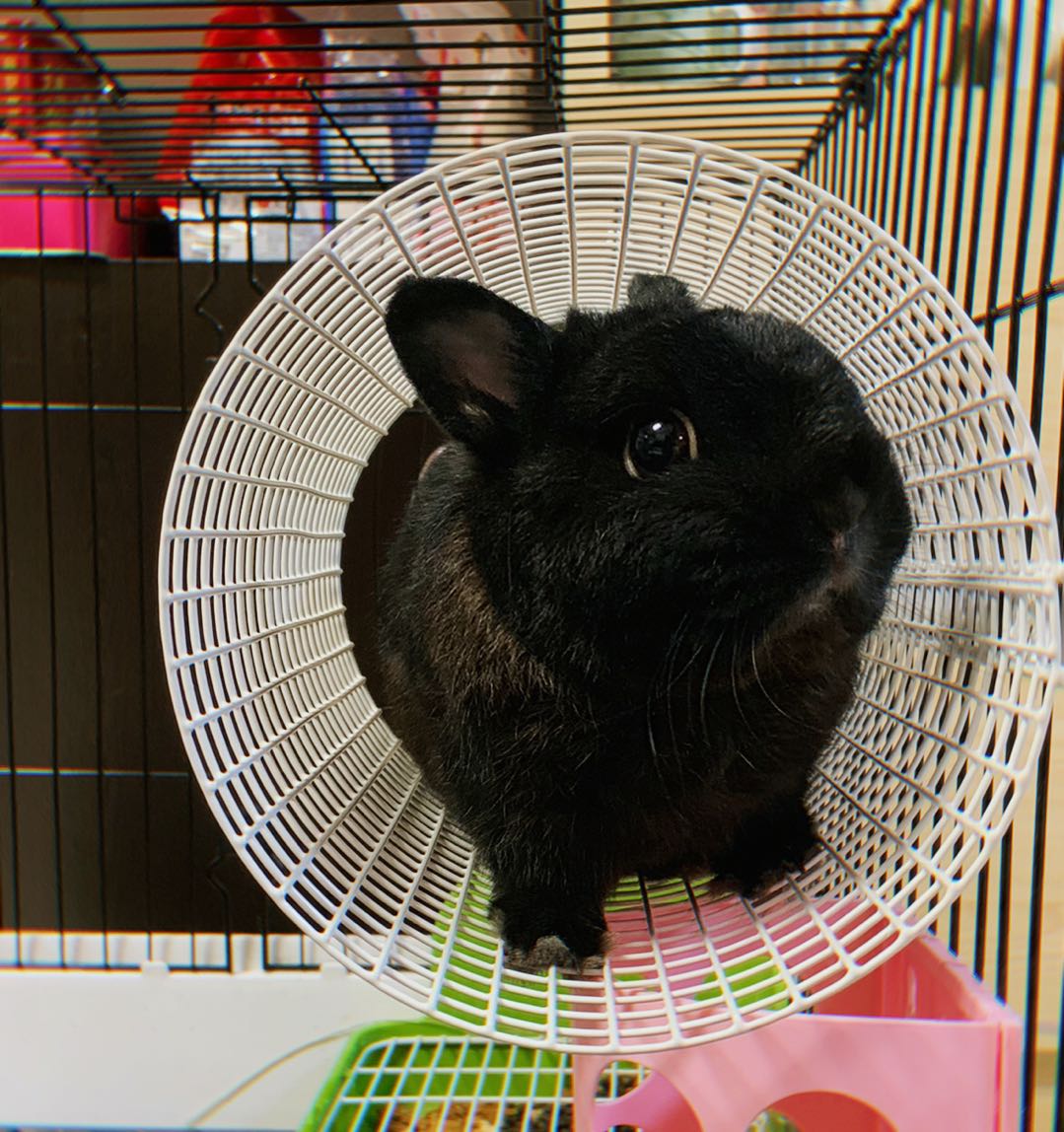 Sendu rabbit tunnel Chinchilla rabbit roll Guinea pig tunnel Kawai with the same air tunnel Round tunnel