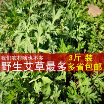 Anhui rural wild fresh wormwood leaves edible fresh wormwood raw wormwood ciba draft baba grass green group