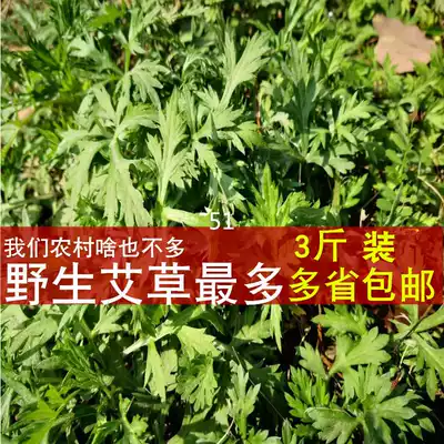Wild fresh wormwood leaves in rural Anhui, edible fresh wormwood, raw wormwood, baba, baba, baba, grass green group