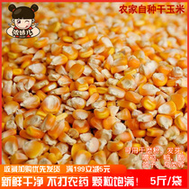 Dry corn grain farmhouse Self-planted dry whole grain corn fishing to beat and feed the chicken duck and goose pigeon bird feed 5 kilos