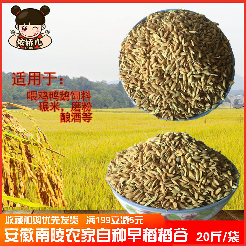 The farmer grows new grain with shell rice early rice early indica rice round grain chicken duck pigeon pet hamster feed 20 catties